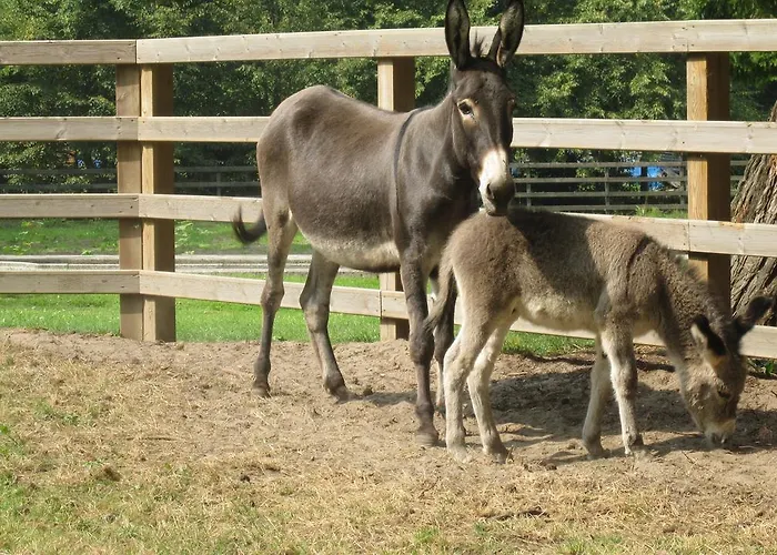 Resort Centre Bol Trélon